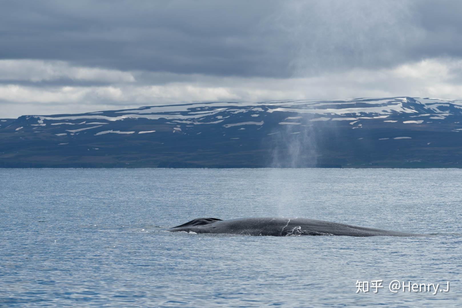 冰岛国家队完美表现,战绩骄人 冰岛国家队完美表现,战绩骄人